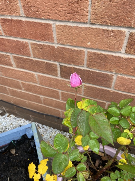 For Anyone Needing Support After Losing a Parent. Very Supportive Thread (November 2023)