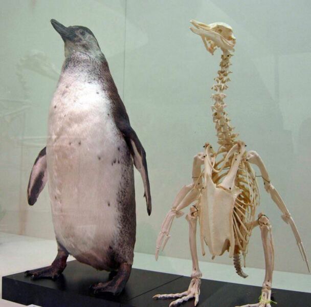 AIBU in thinking penguins should be banned...