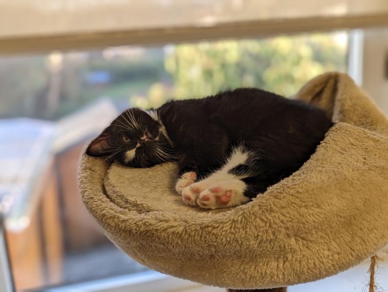 Kitten food like Encore or Fine Flakes