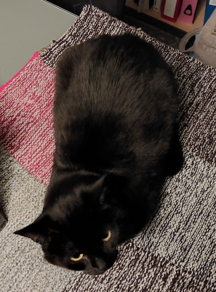 Christmas with the Excellent Cats