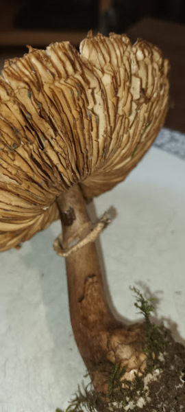 Does anyone know anything about mushrooms?