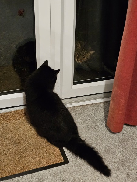 Thug cat part 5 - For he will not do destruction, if he is well-fed, neither will he spit without provocation.