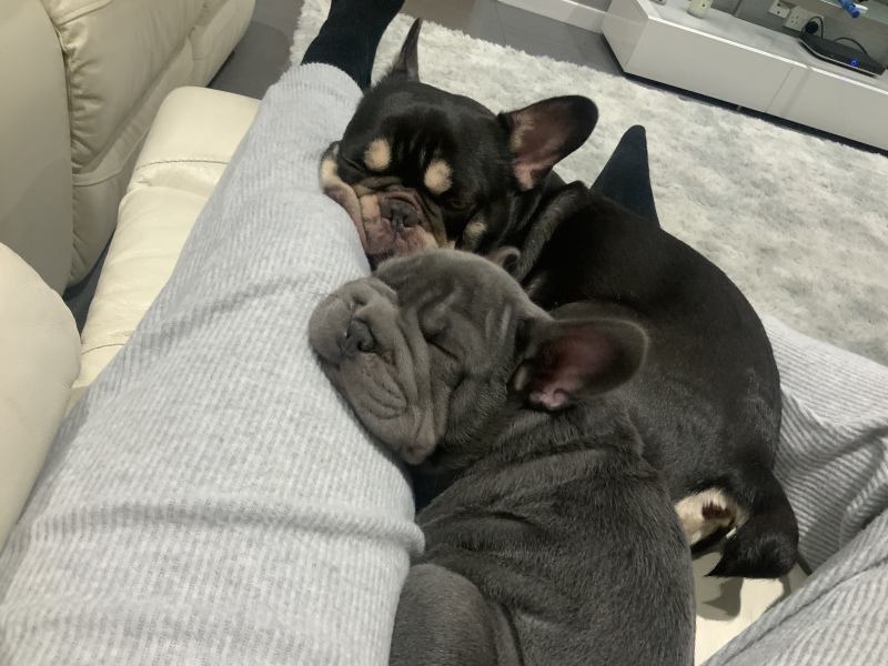 DD bought a puppy home