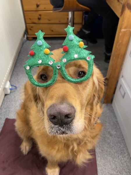 What do I need to know about getting a golden retriever?