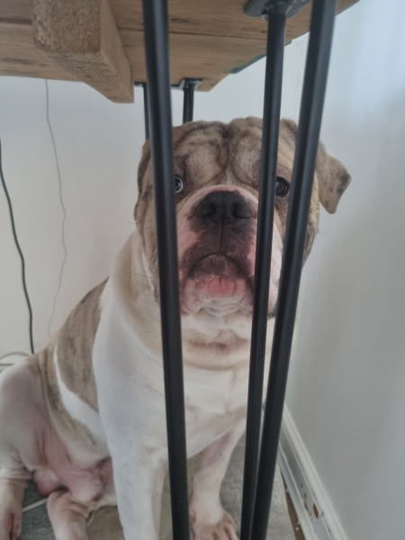 Deaf Dog