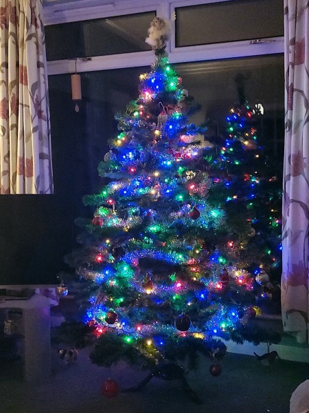 Can I see your Christmas tree?