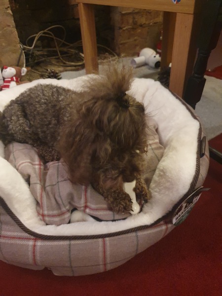 New name needed for toy poodle