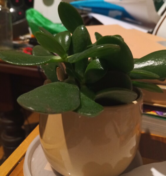Been given class plant for Christmas holiday