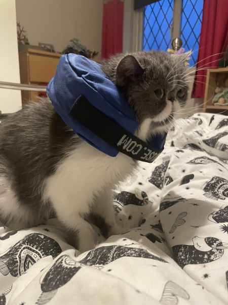 Can’t get buster collar on cat