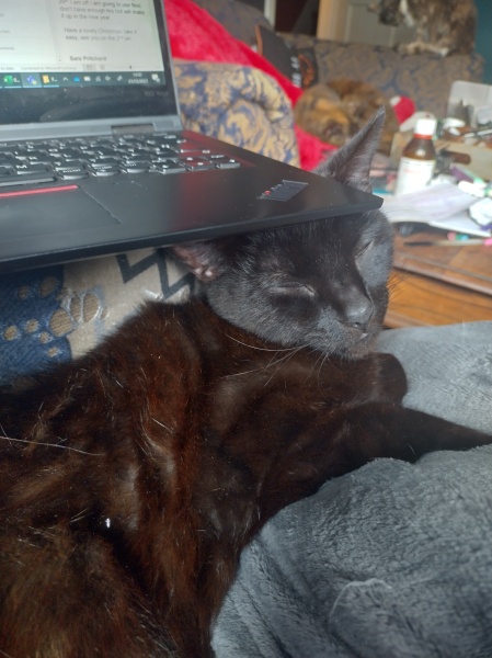 Christmas with the Excellent Cats