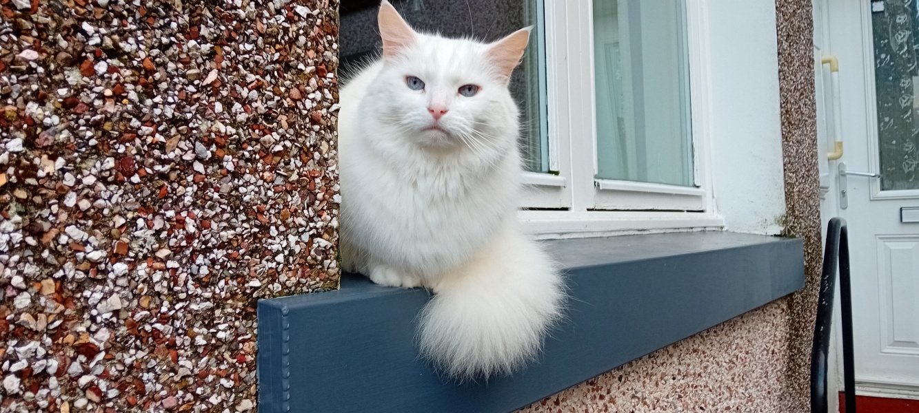 Christmas with the Excellent Cats