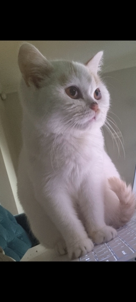 Advice needed for situation with poorly cat