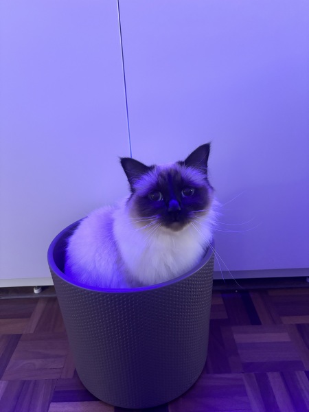 Cancer Support Thread 92 - Christmas Happy Hour at the Patience Inn 7pm tonight 🎄