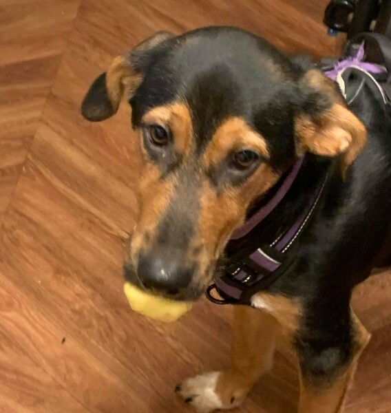 Your experiences of Romanian rescues