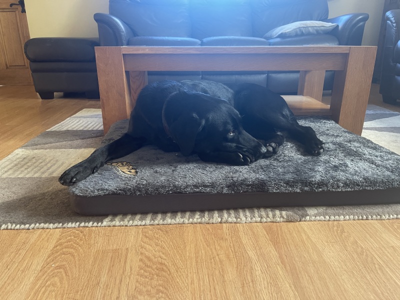 Puppy Survival Thread - for old and new pups heading into winter