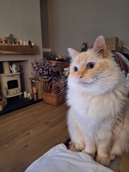 Christmas with the Excellent Cats