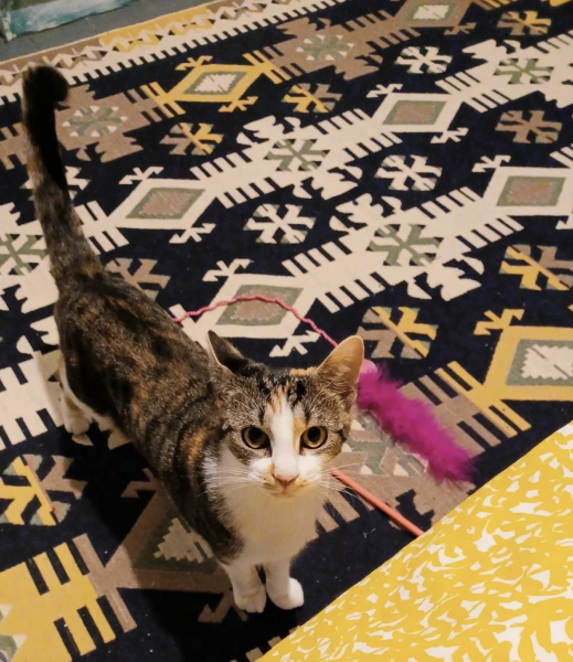 Help! I think new cat got under the floorboards