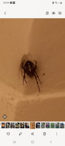 Spider protecting nest in hall - not a false widow?  *Trigger warning - photos*