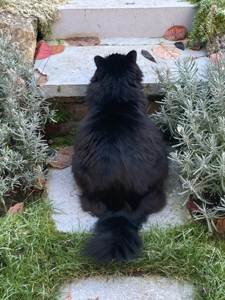 Christmas with the Excellent Cats