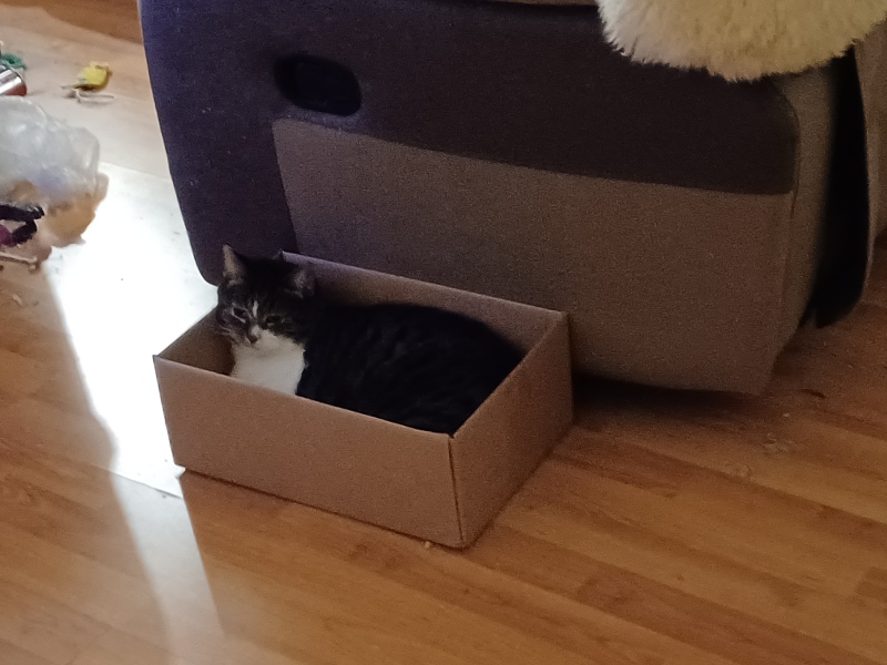 Christmas with the Excellent Cats