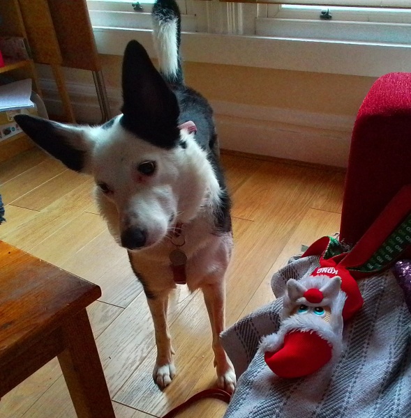 What's DDog had for Christmas?