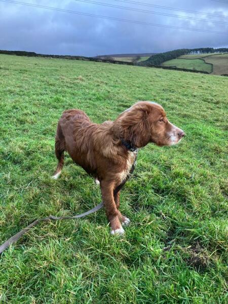 Re-homing a dog