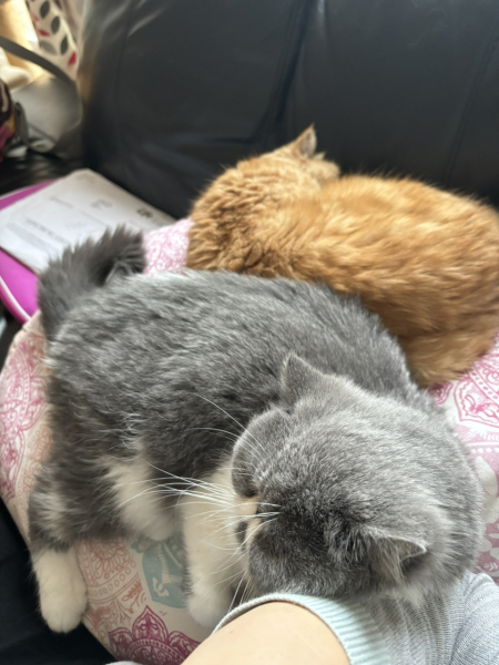 Potential new inmate at Toddler Towers.