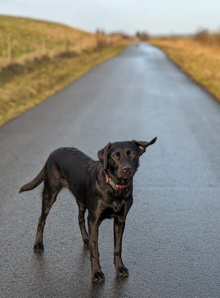 Puppy Survival Thread - for old and new pups heading into winter