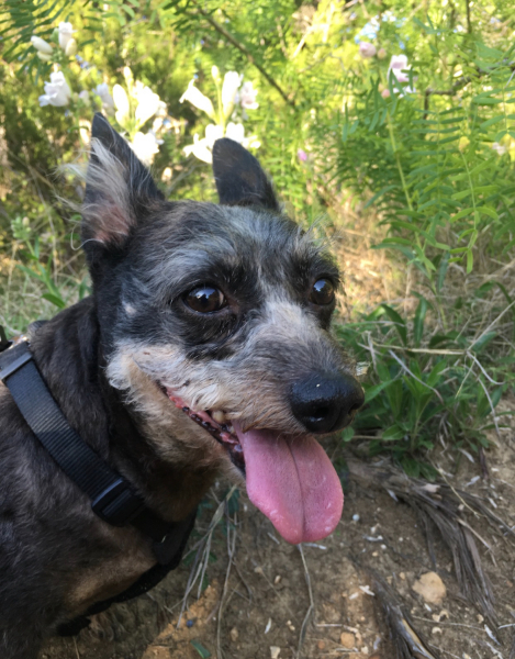 Struggling with guilt and remorse over the loss of my dog