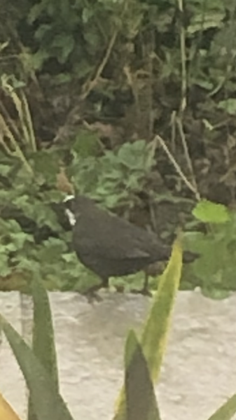 Bird ID from a bad photo. Bring your eagle eyes (sorry).