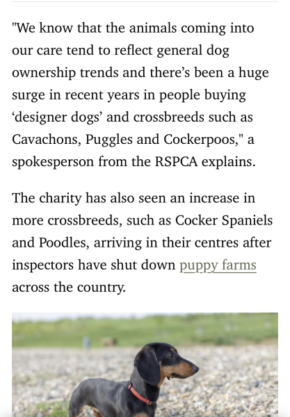 Romanian rescues anyone?