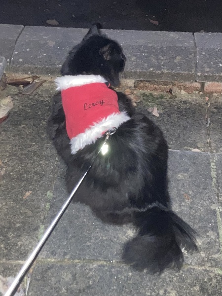 Christmas with the Excellent Cats