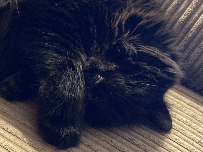 Christmas with the Excellent Cats