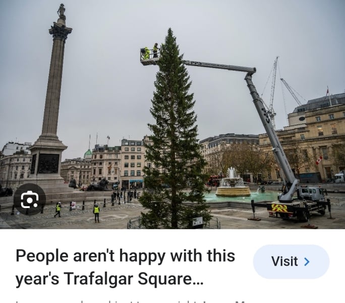 Is this the most rubbish tree you’ve seen in a town?