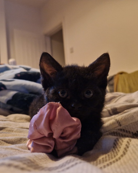 My new curley haired kitten