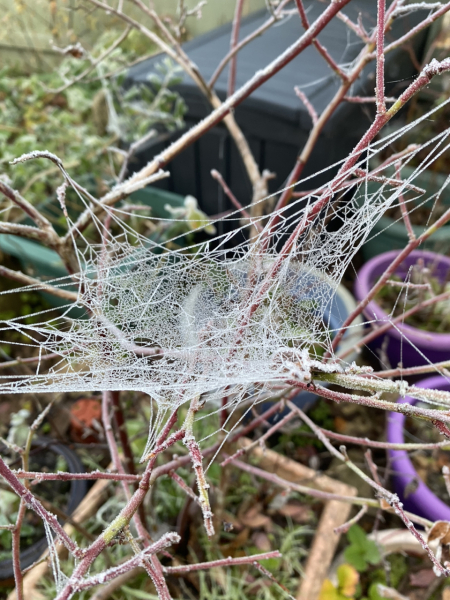 What have you done in the garden today? Part 3