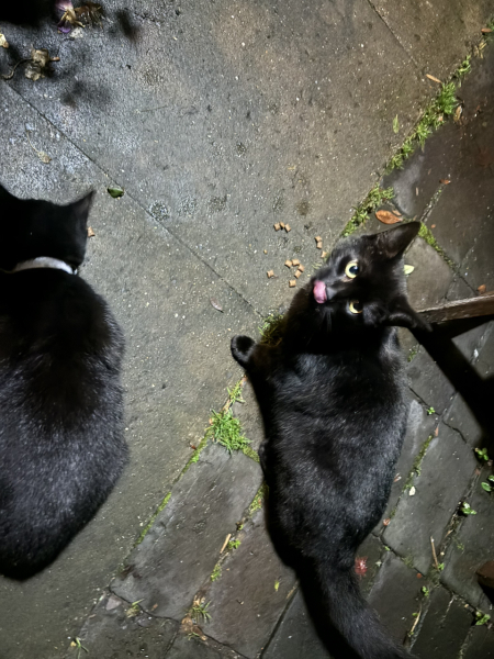 Christmas with the Excellent Cats