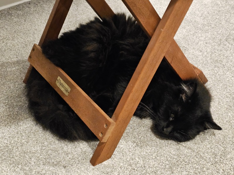 Christmas with the Excellent Cats