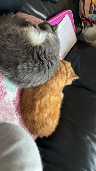 Potential new inmate at Toddler Towers.