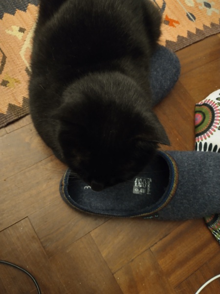 Christmas with the Excellent Cats