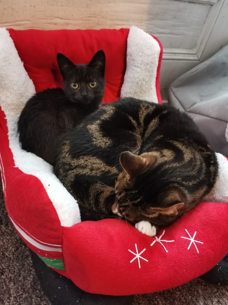Do cats need a friend?