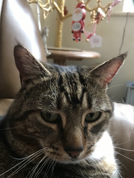 Christmas with the Excellent Cats