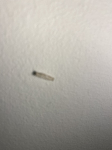 What is this grub/caterpillar?