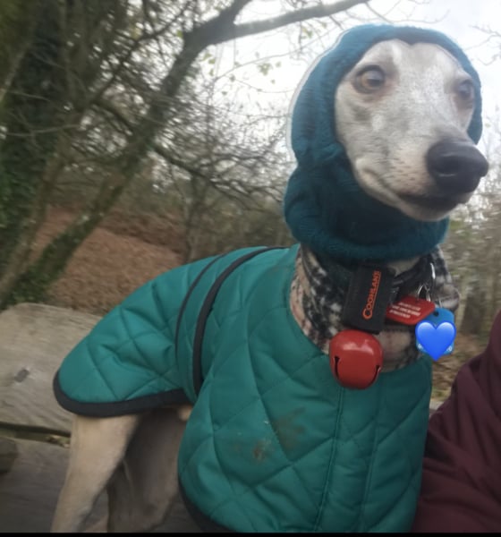 Thin skinned lurcher lost a bit of weight