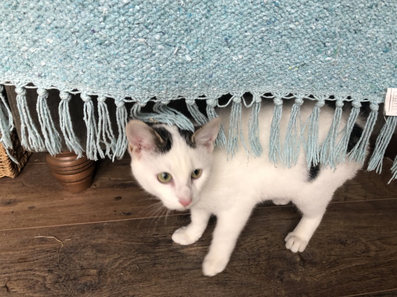 I now have a new cat - it's happened again!