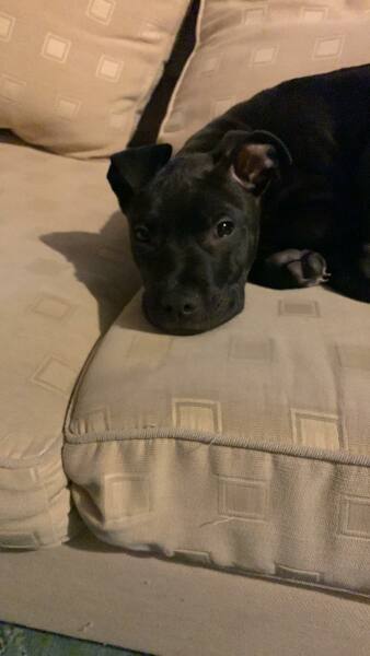 Puppy Survival Thread - for old and new pups heading into winter