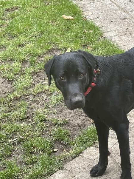 Puppy Survival Thread - for old and new pups heading into winter