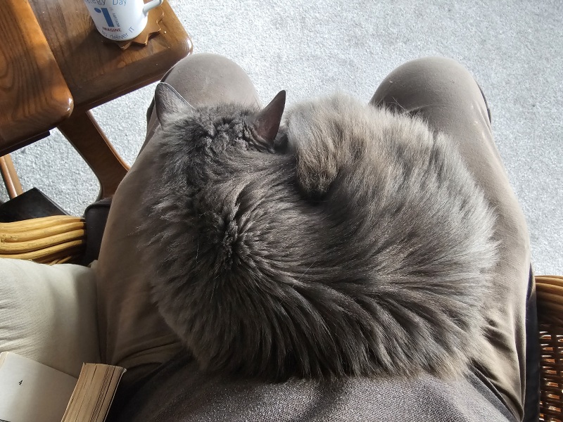 Christmas with the Excellent Cats