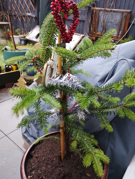 To find real Christmas trees sad?