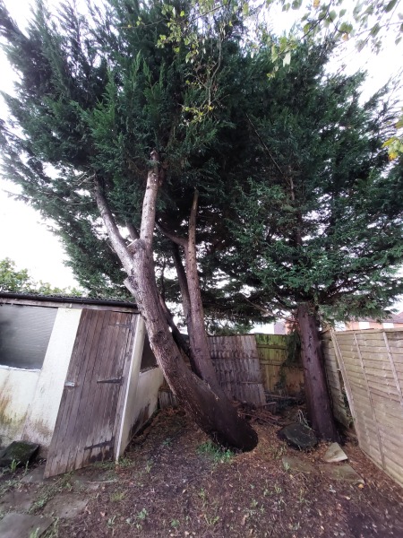 Can someone help with these trees please?